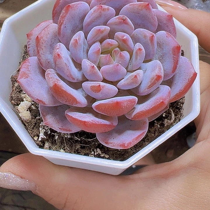 单头星星橙19包邮多肉