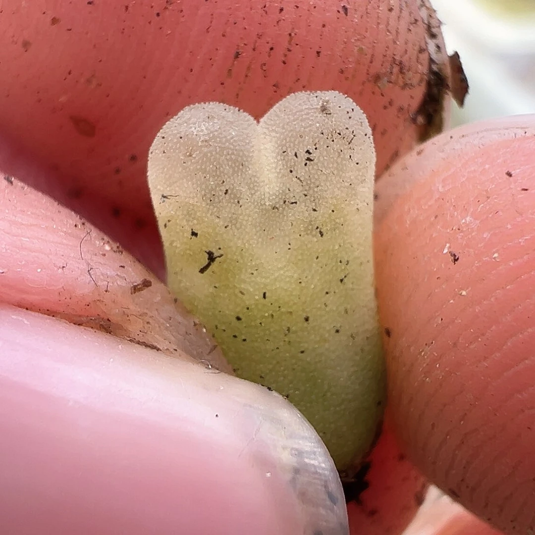 紫**夏专拍 毛x冰风铃