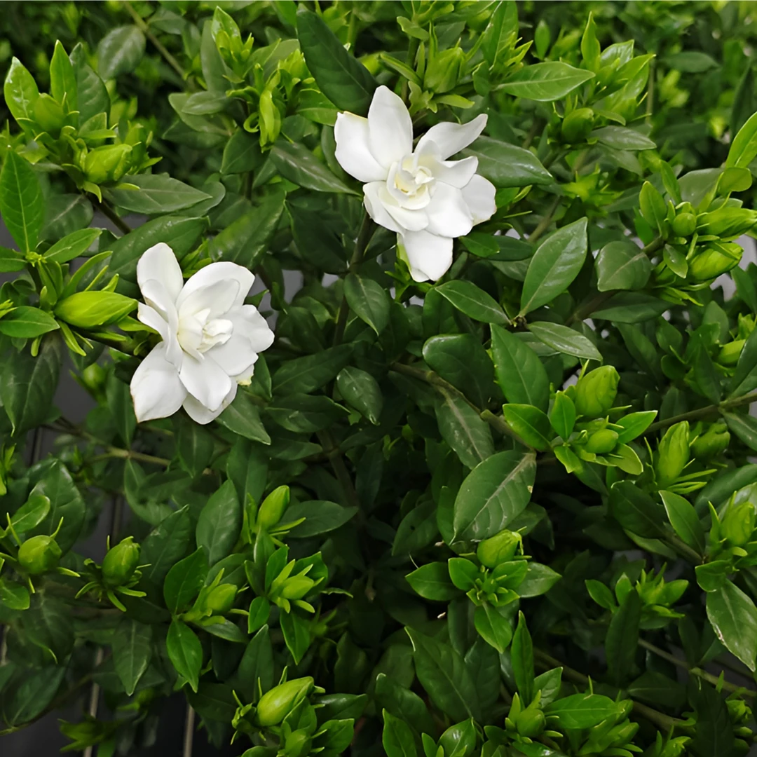 带花苞栀子花盆栽大花浓香型花卉阳台庭院常绿植物