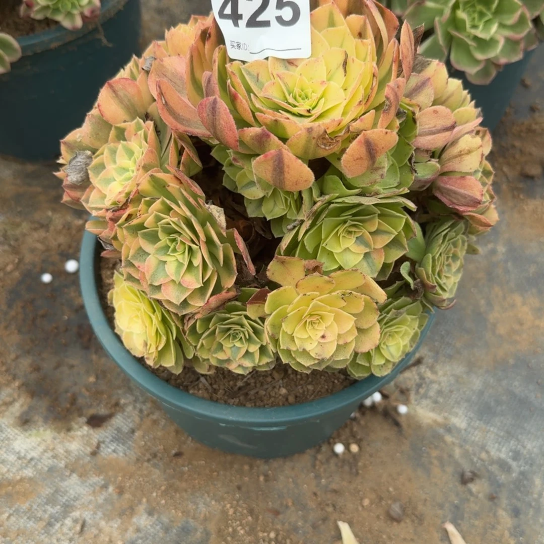 雨河多肉植物老庄425