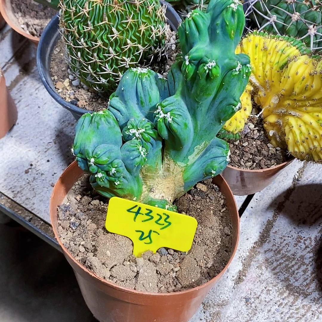 4323号紫云111111111111个