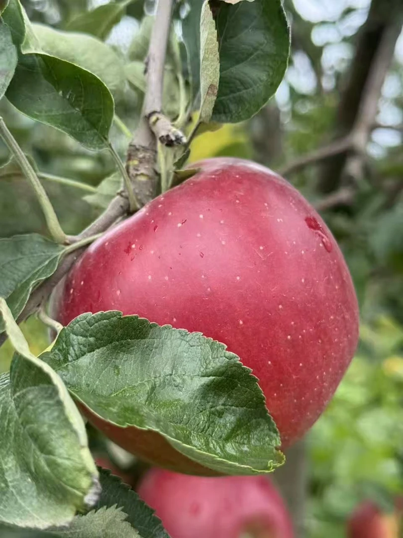 正宗云南昭通冰糖心丑苹果新鲜现摘脆甜多汁水果