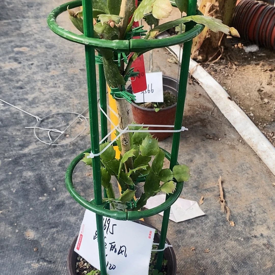 深***景完全开放福利兰双层