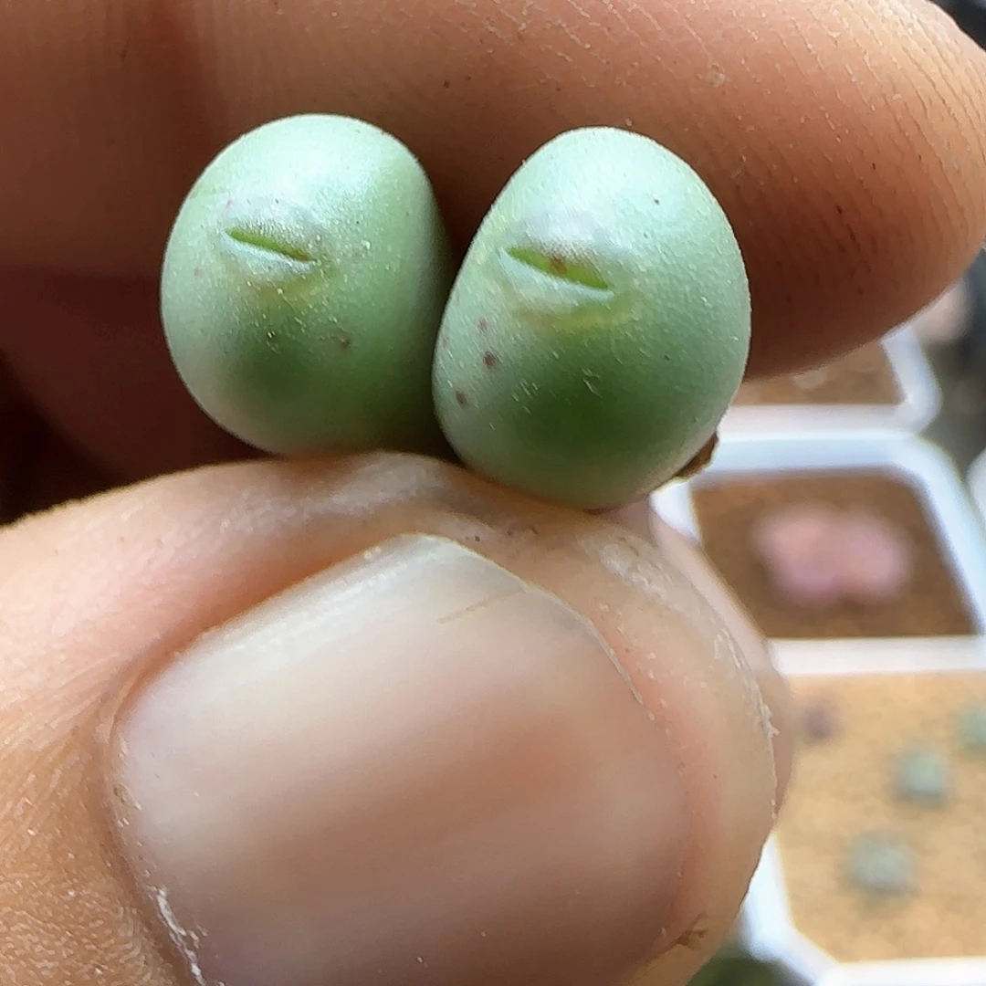 葡萄杂交。    48686