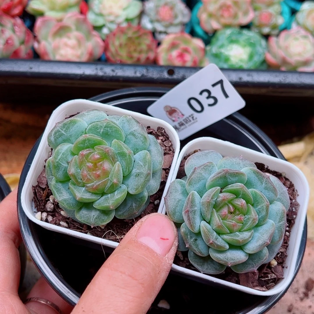 多肉植物多肉植物