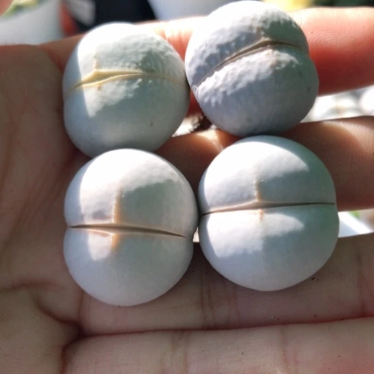 2116，2.2-2.3厘米如图