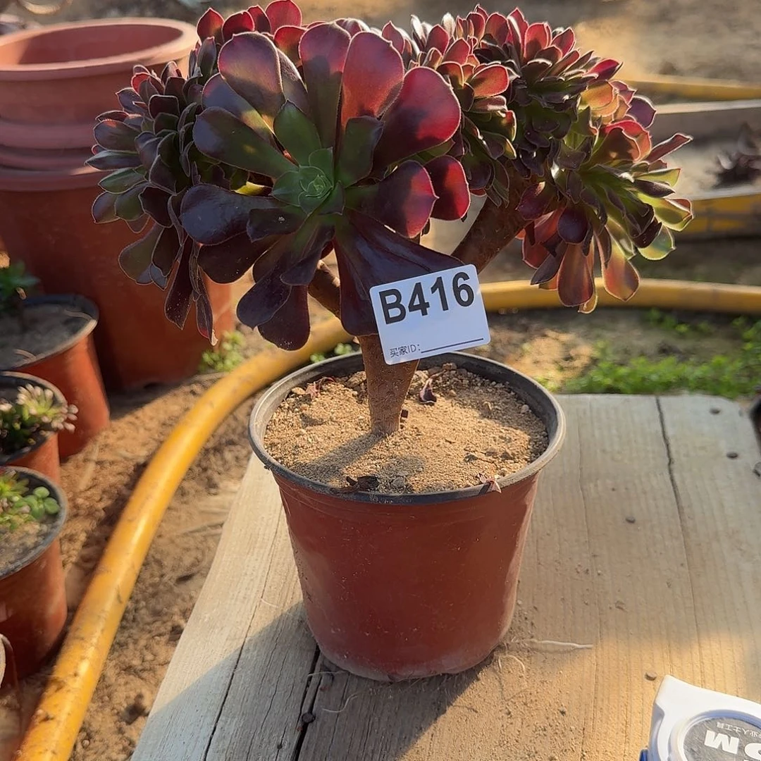 416欧紫一颗满28包邮