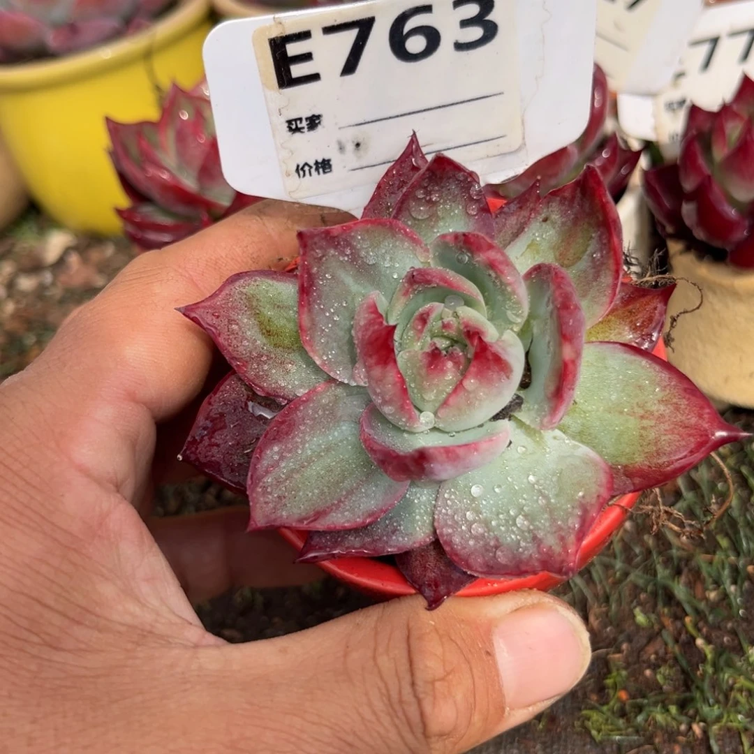 惊鸿一瞥763号多肉