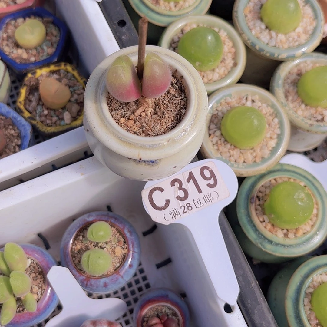 C319毛翠堤一物一拍