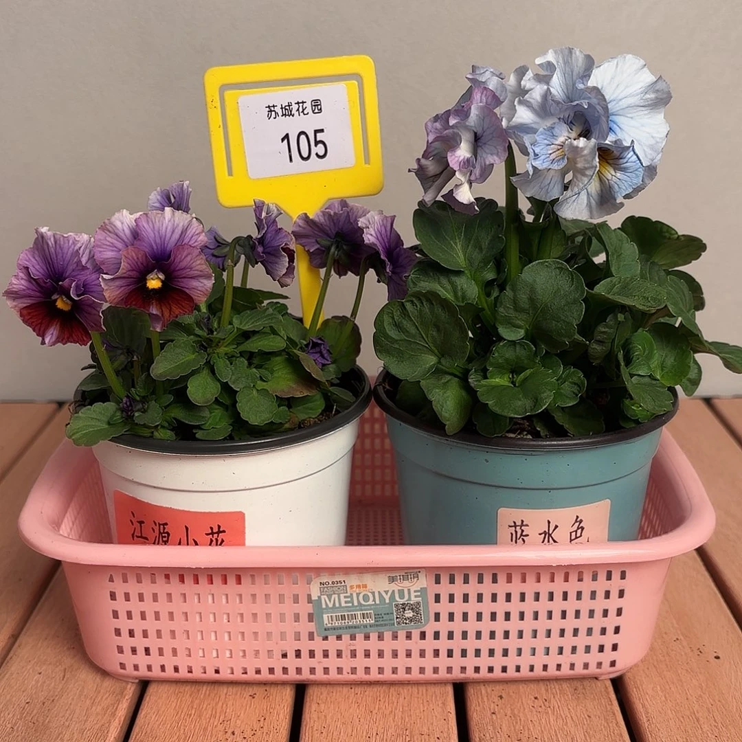 大部分开放少量花苞105