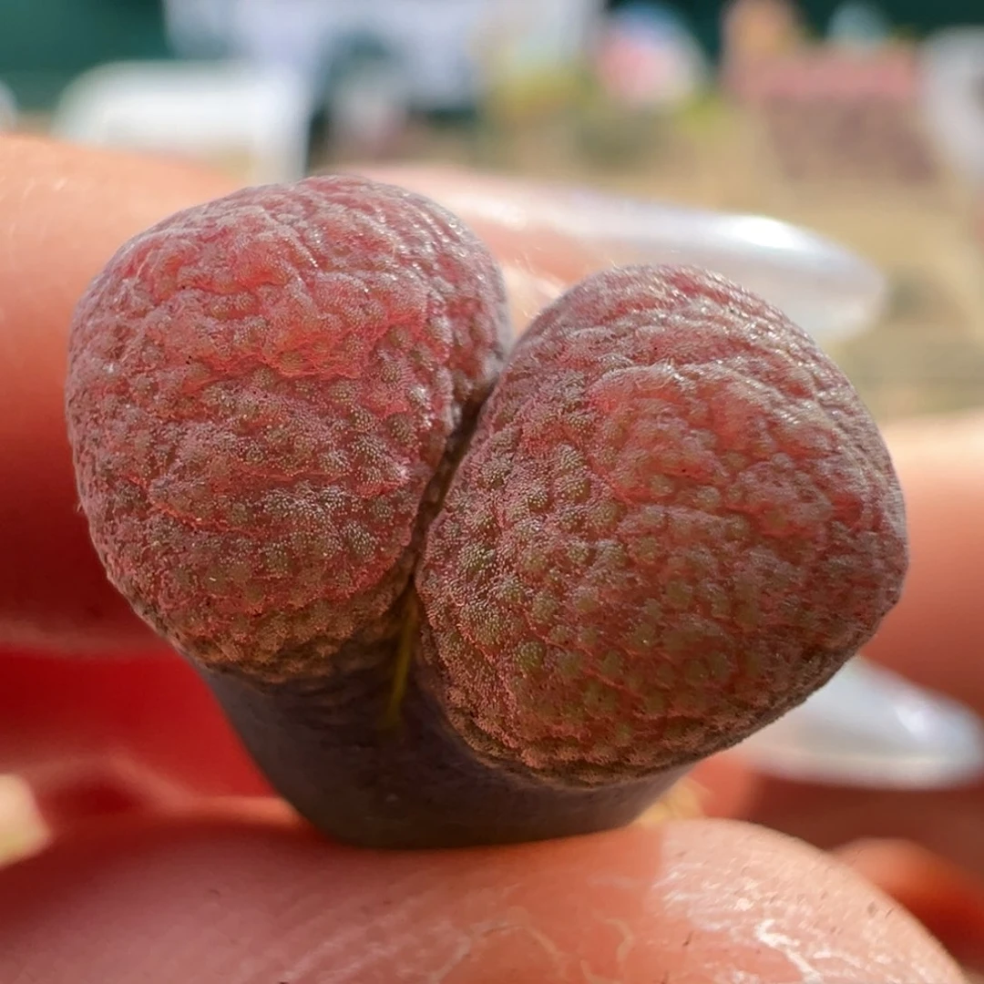 w7.6/1861。 优选草莓糖霜3.5年 红雪花窗