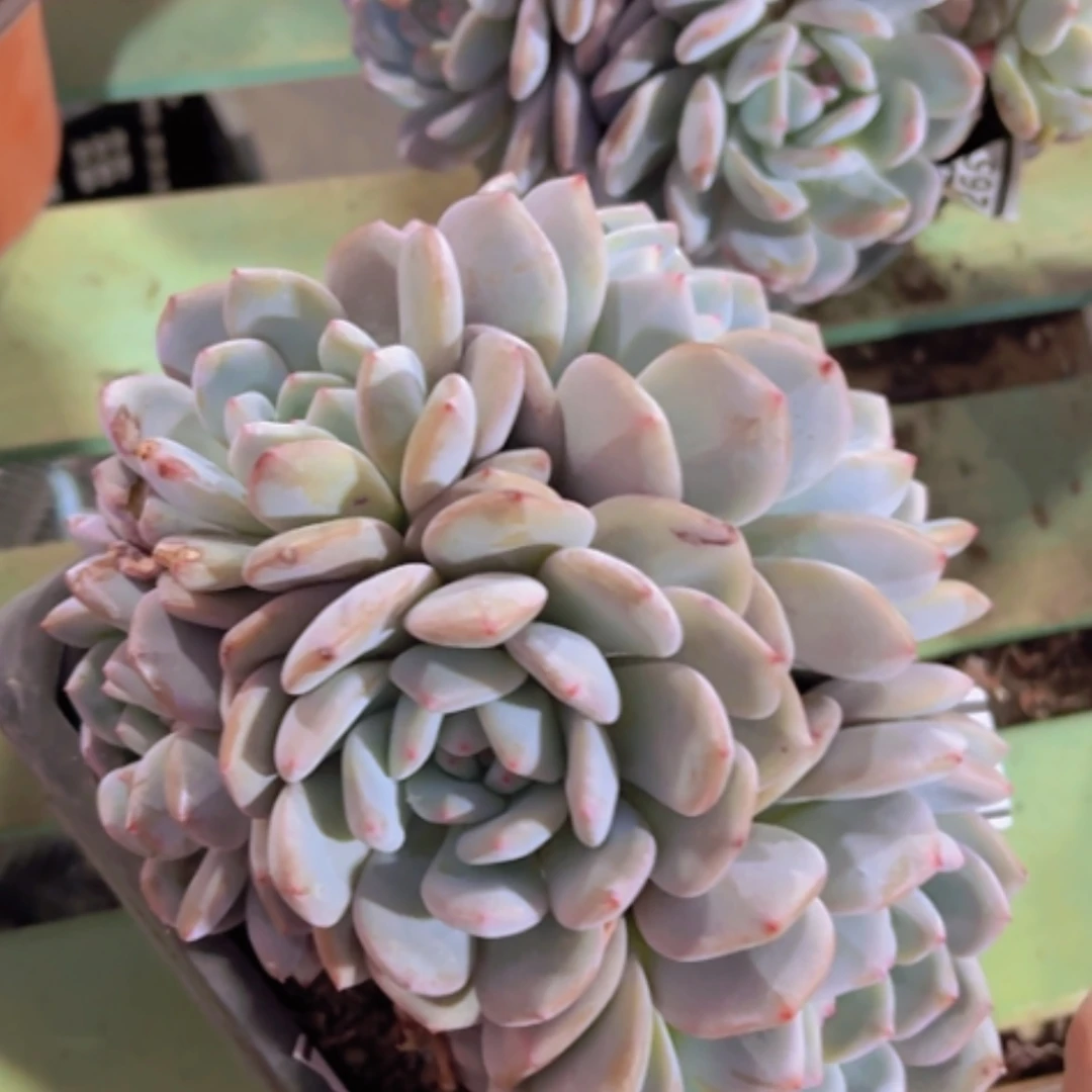 【闪购商品】橙梦露17266