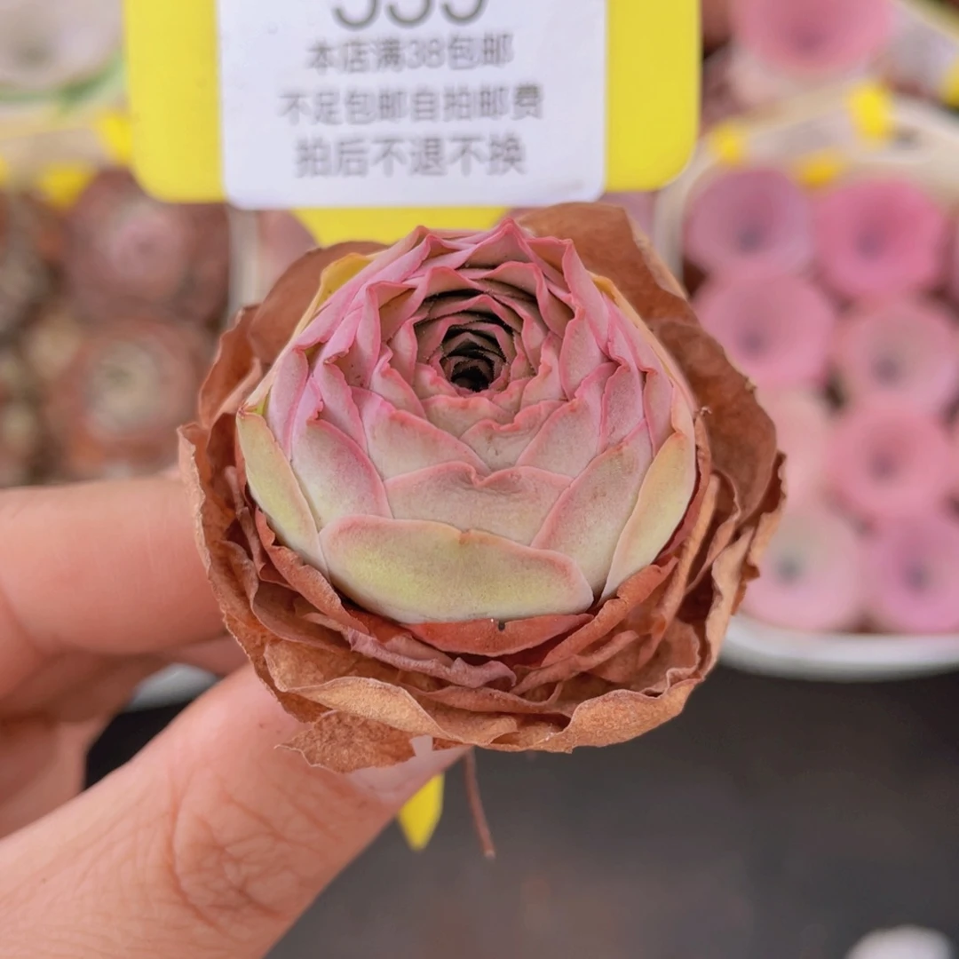 山地玫瑰559满38包邮裸根发货