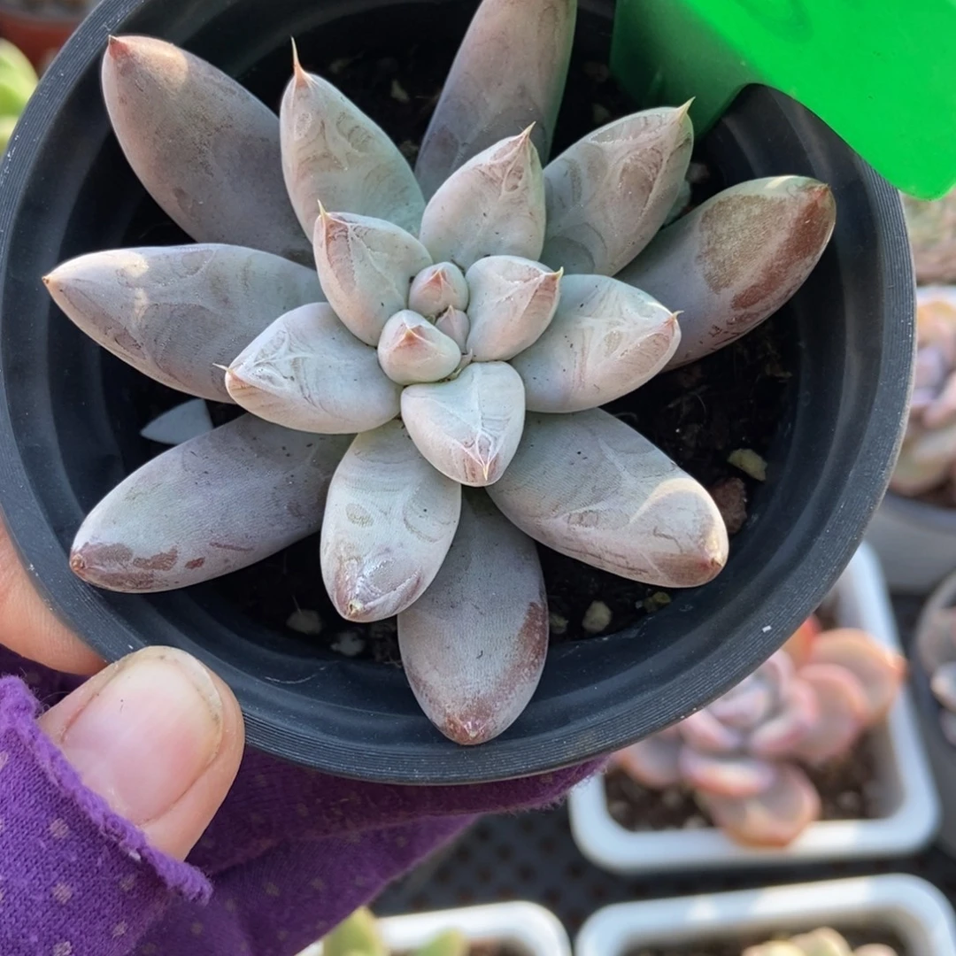 865杜里万多肉植物多肉