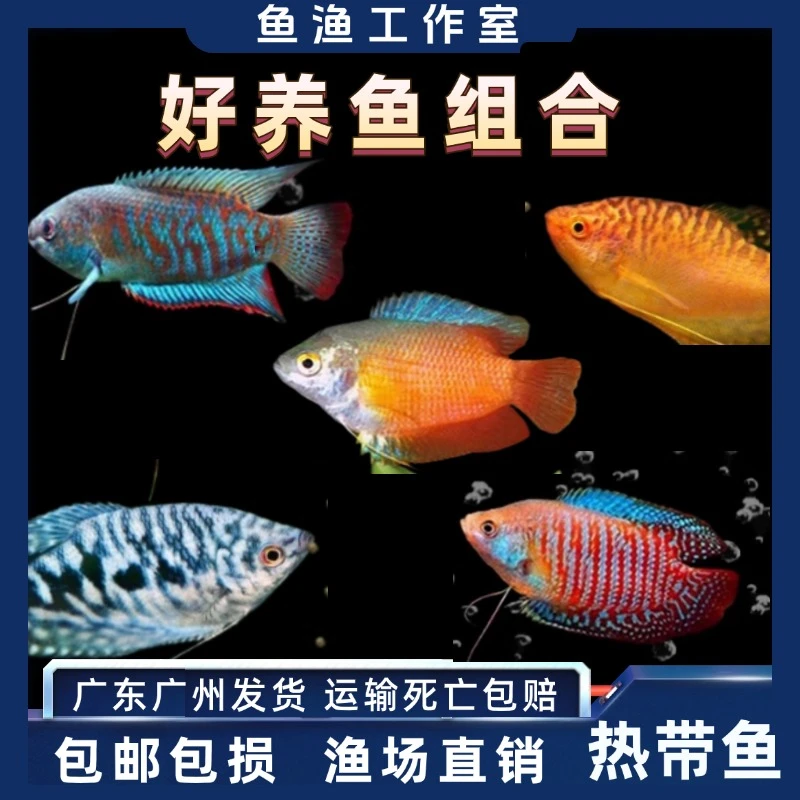 套餐曼龙鱼热带观赏鱼黄曼龙蓝曼龙血珍珠马甲球活体小中型淡水鱼