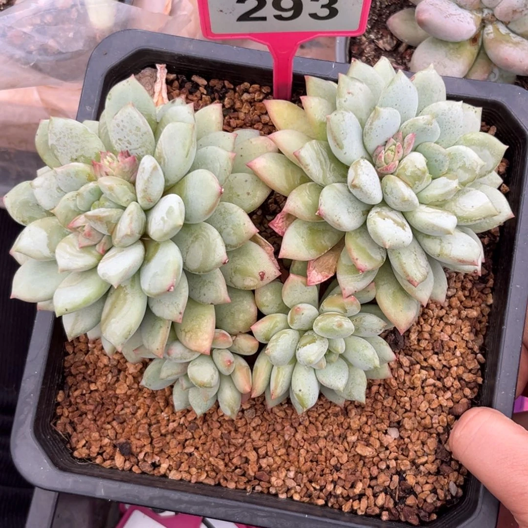幸***心多肉植物美人杂293