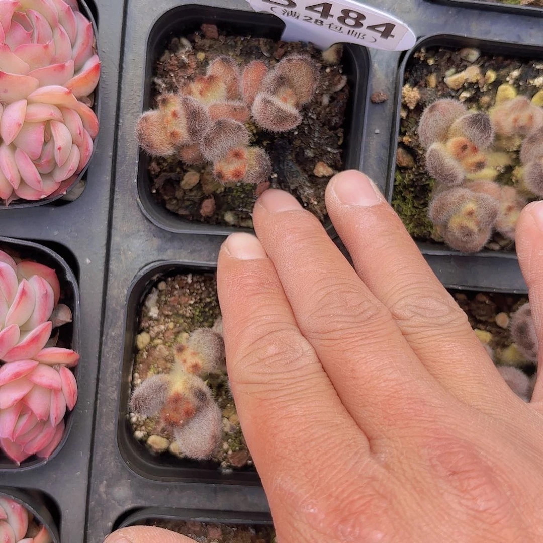 B484泰迪熊一物一拍