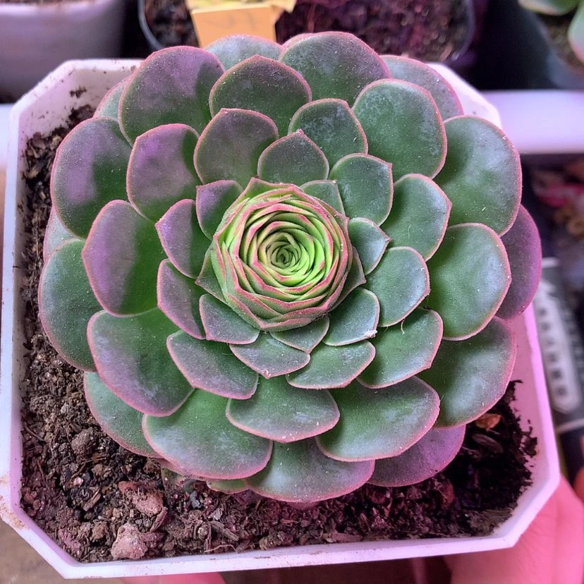 【闪购商品】阴****琉璃之镜166