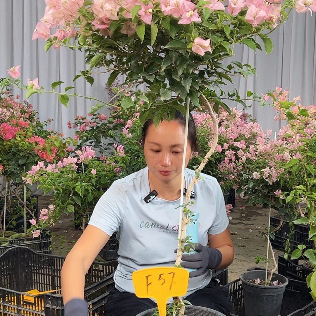 七***彩完全开放F57魔法樱花