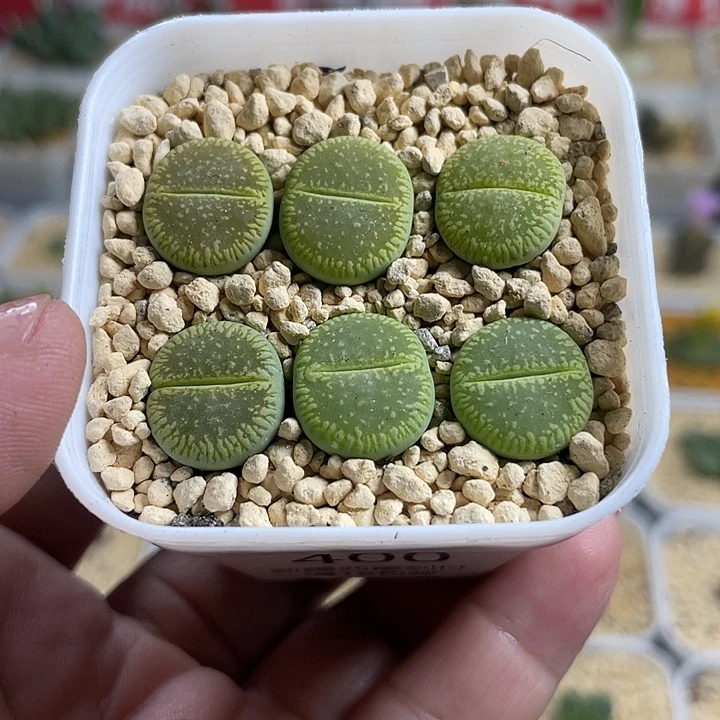 佳人园艺多肉生石花绿光阳400