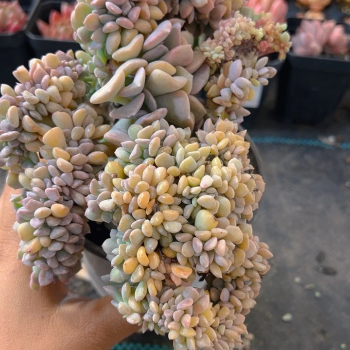 641，带盆带土发货