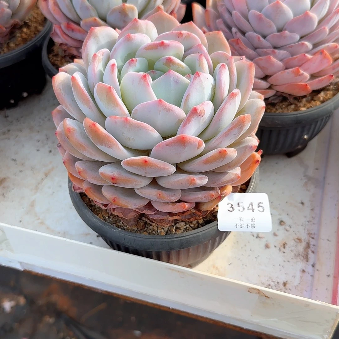 乌***奇3545号橙子多肉