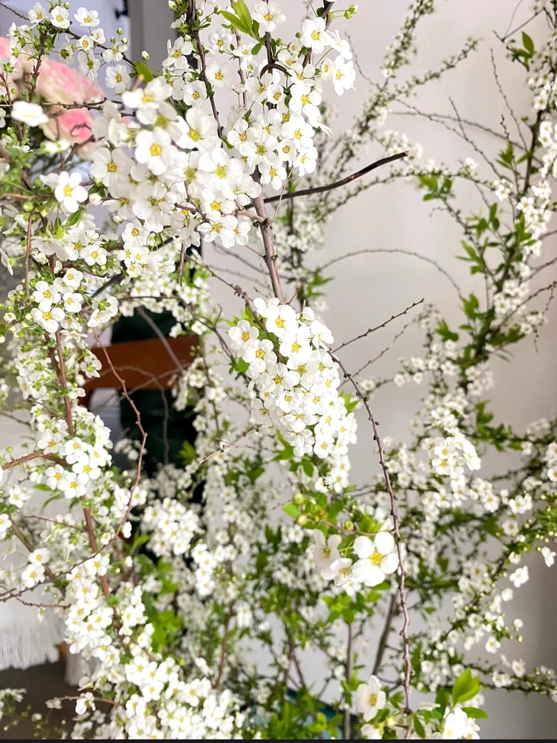 【九里花田】鲜切雪柳1束-鲜切雪柳