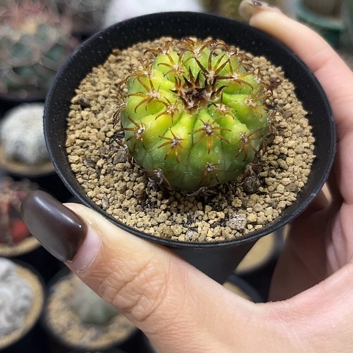 福利实生根黄体猫爪圆盘玉