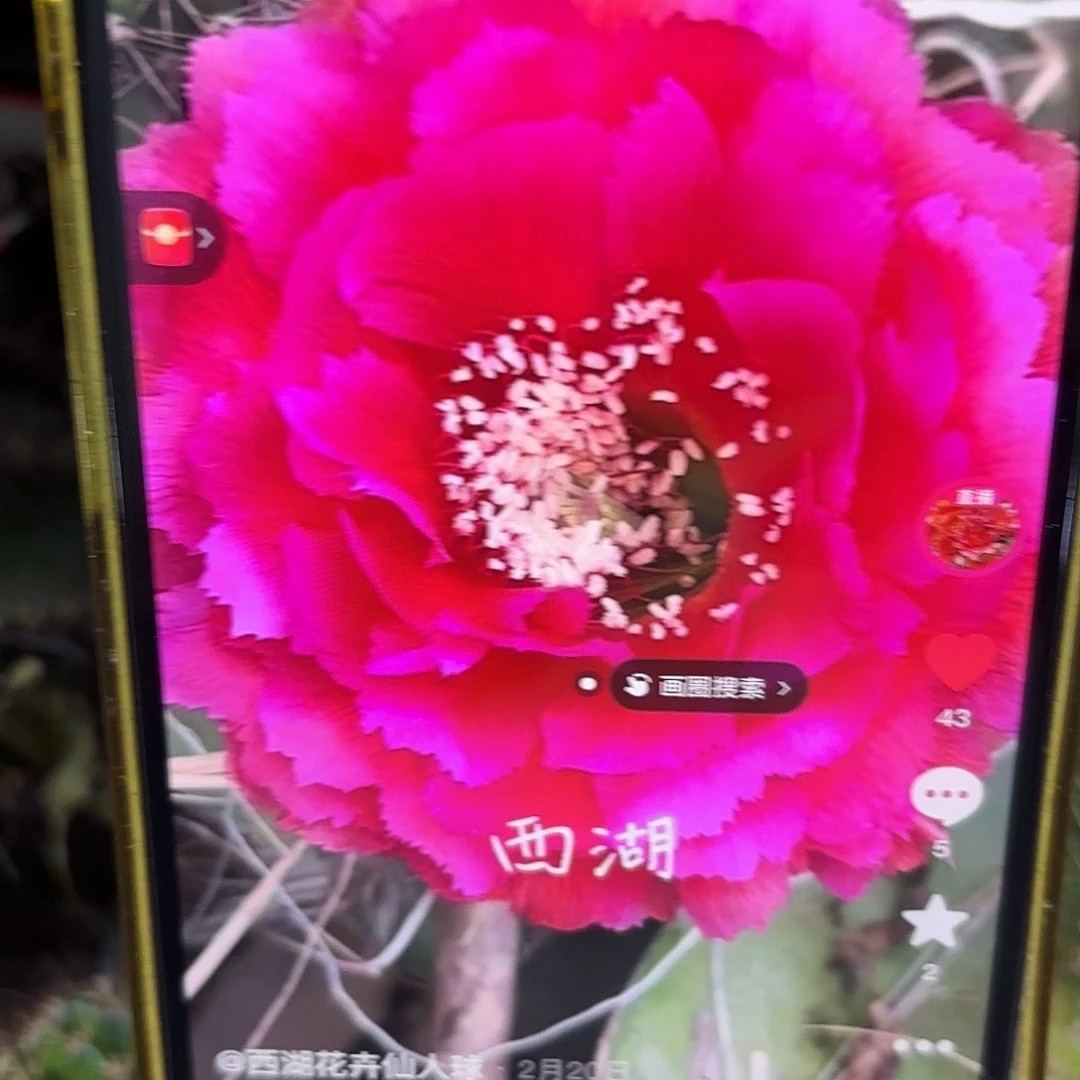 紫烟彩侧牙20包邮仙人球23