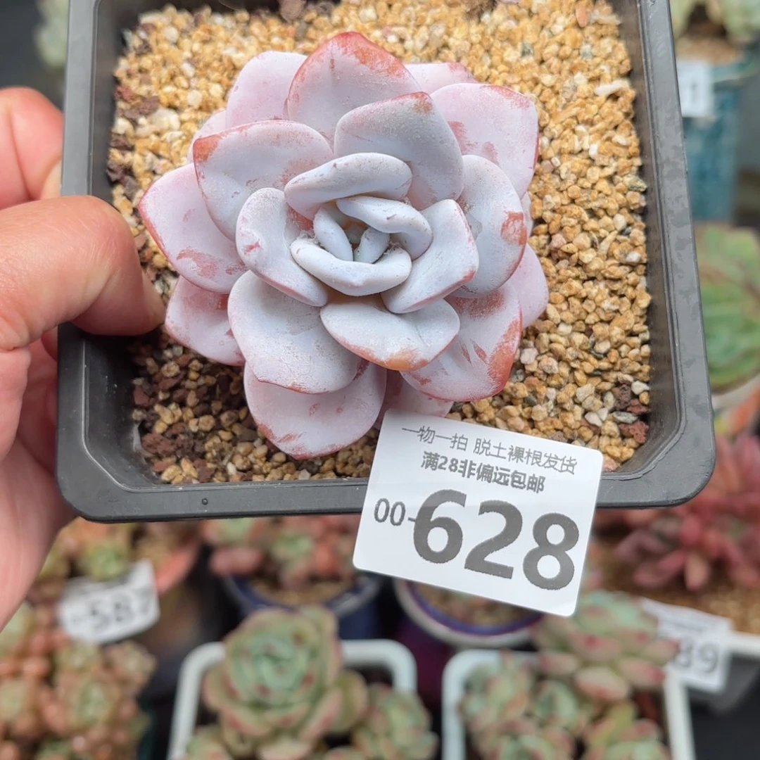 雪莲单头多肉多肉多肉