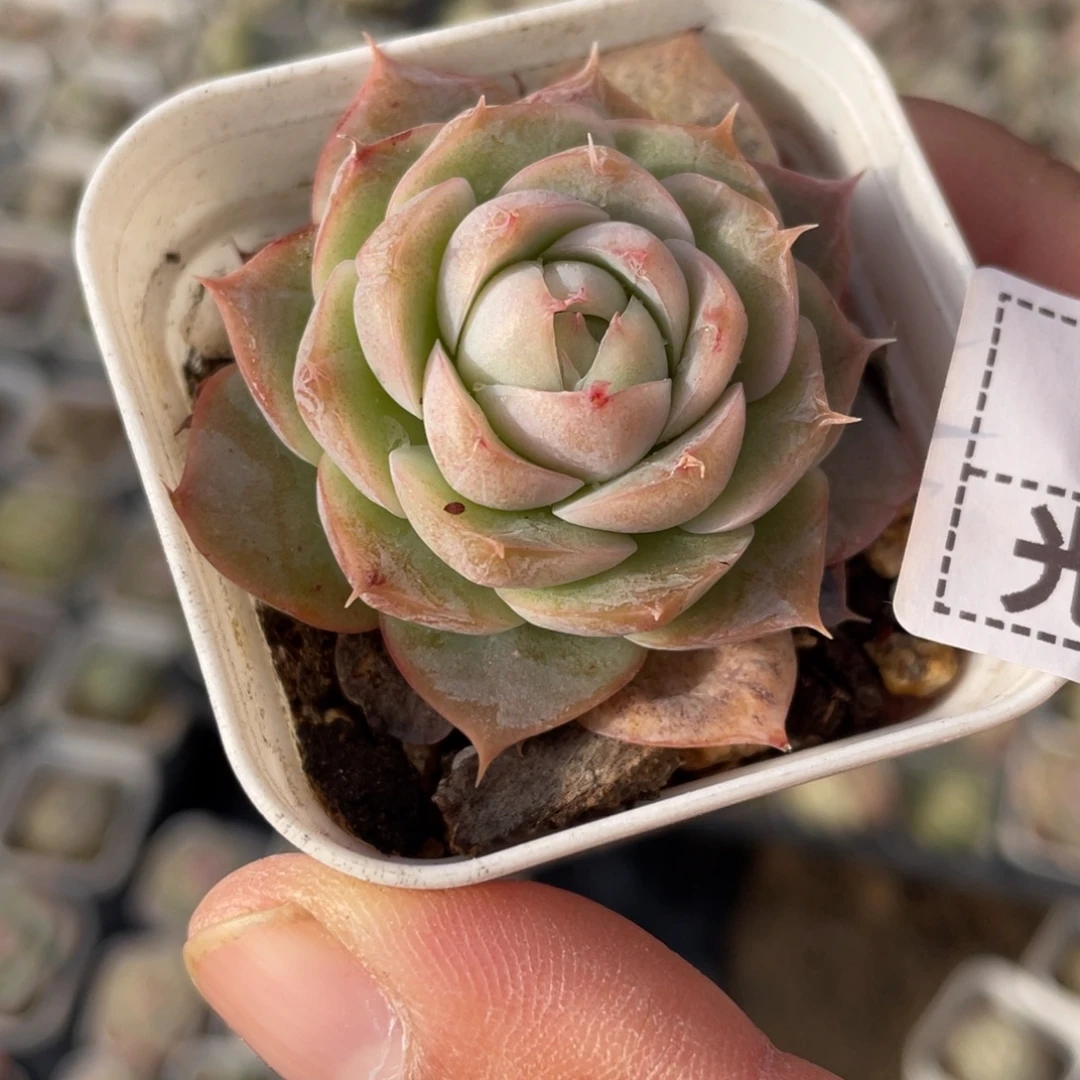 105号皱叶白吉一颗包邮