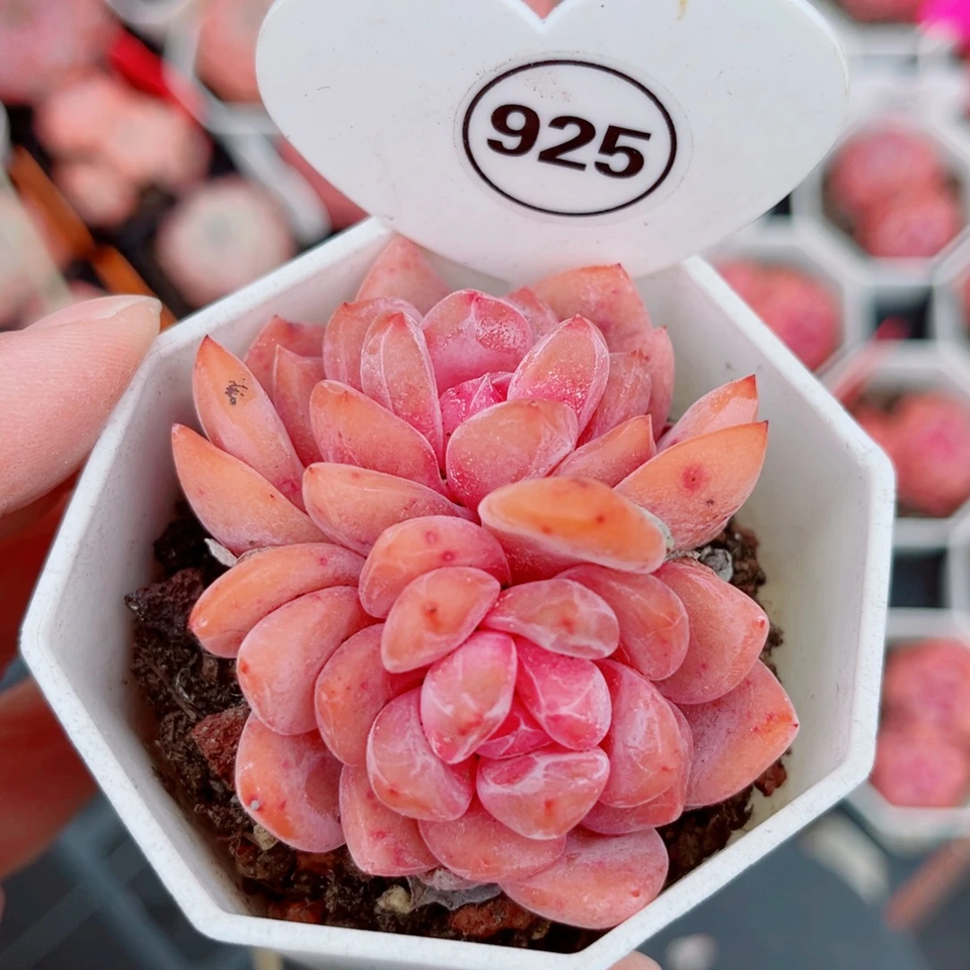 925号小老桩糖心双头