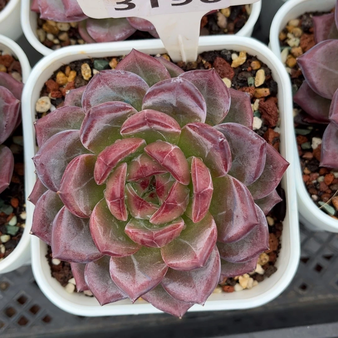 小***家多肉植物3196 一定要拍个冷链哦