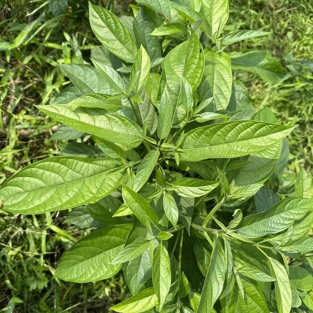 新鲜大青叶 大青苗 深山大青叶 臭大青 现采大青树 大青树根500g