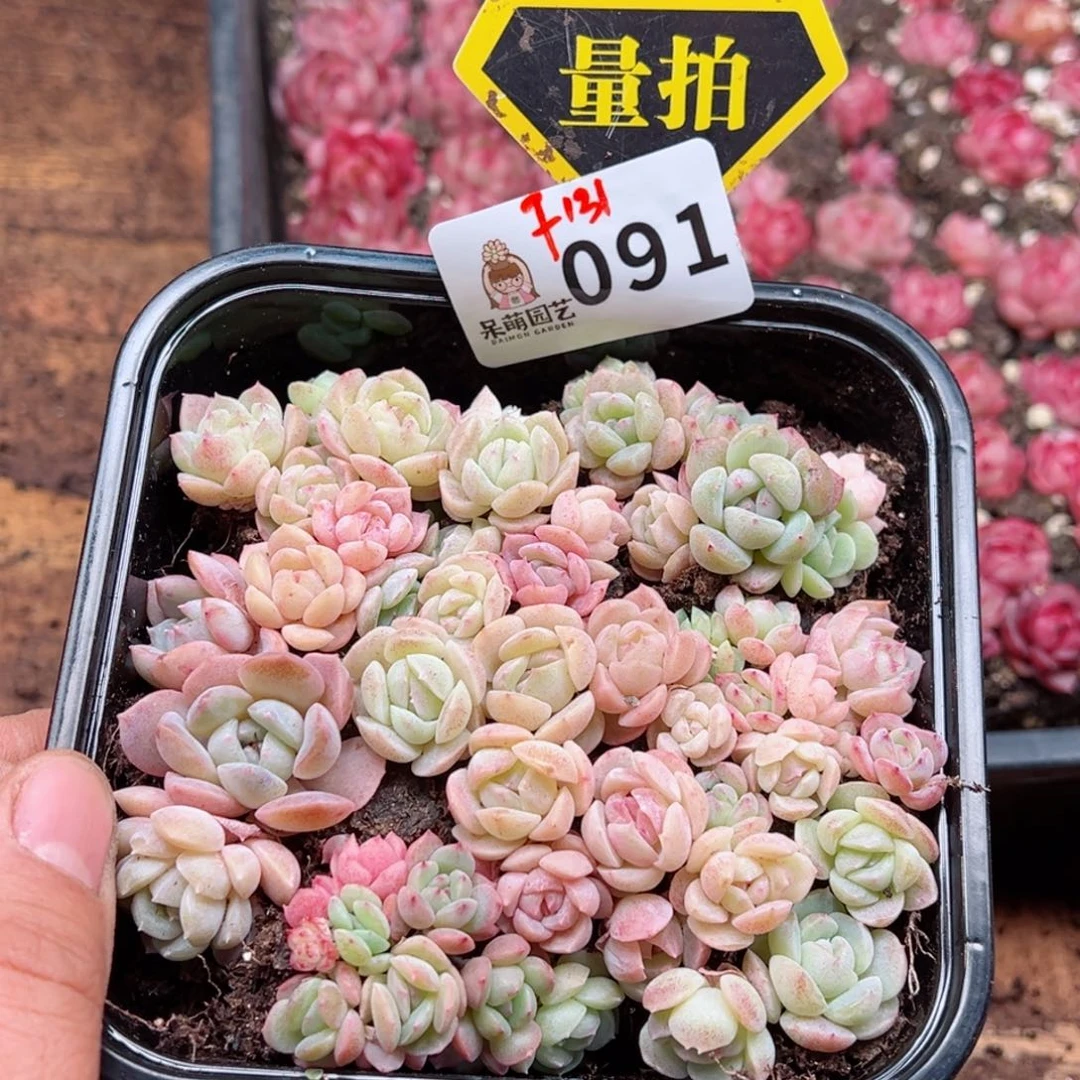 多肉植物多肉植物