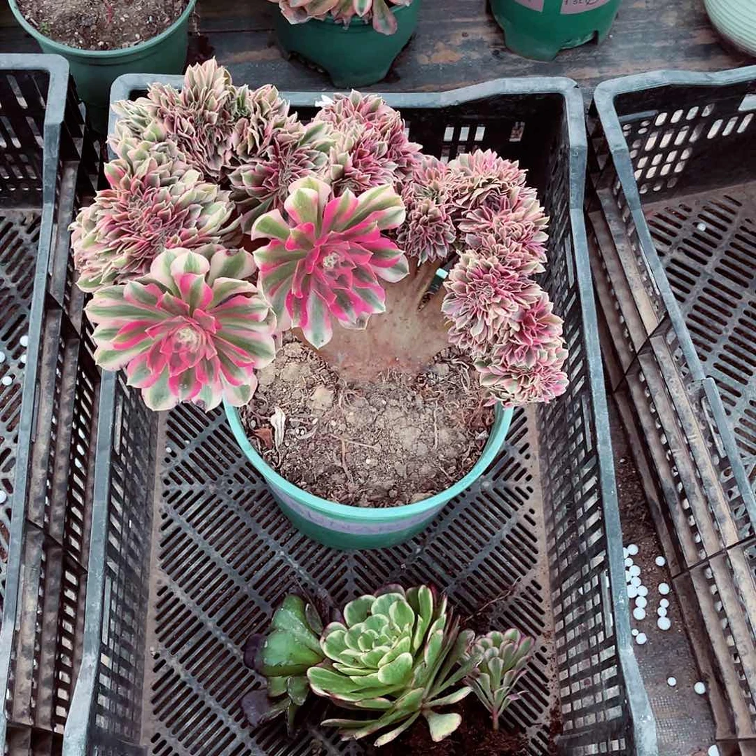 女巫缀化法师多肉植物