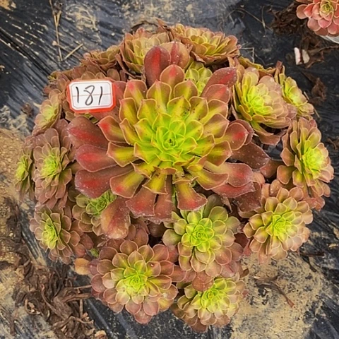 彩虹糖老桩捧花181号