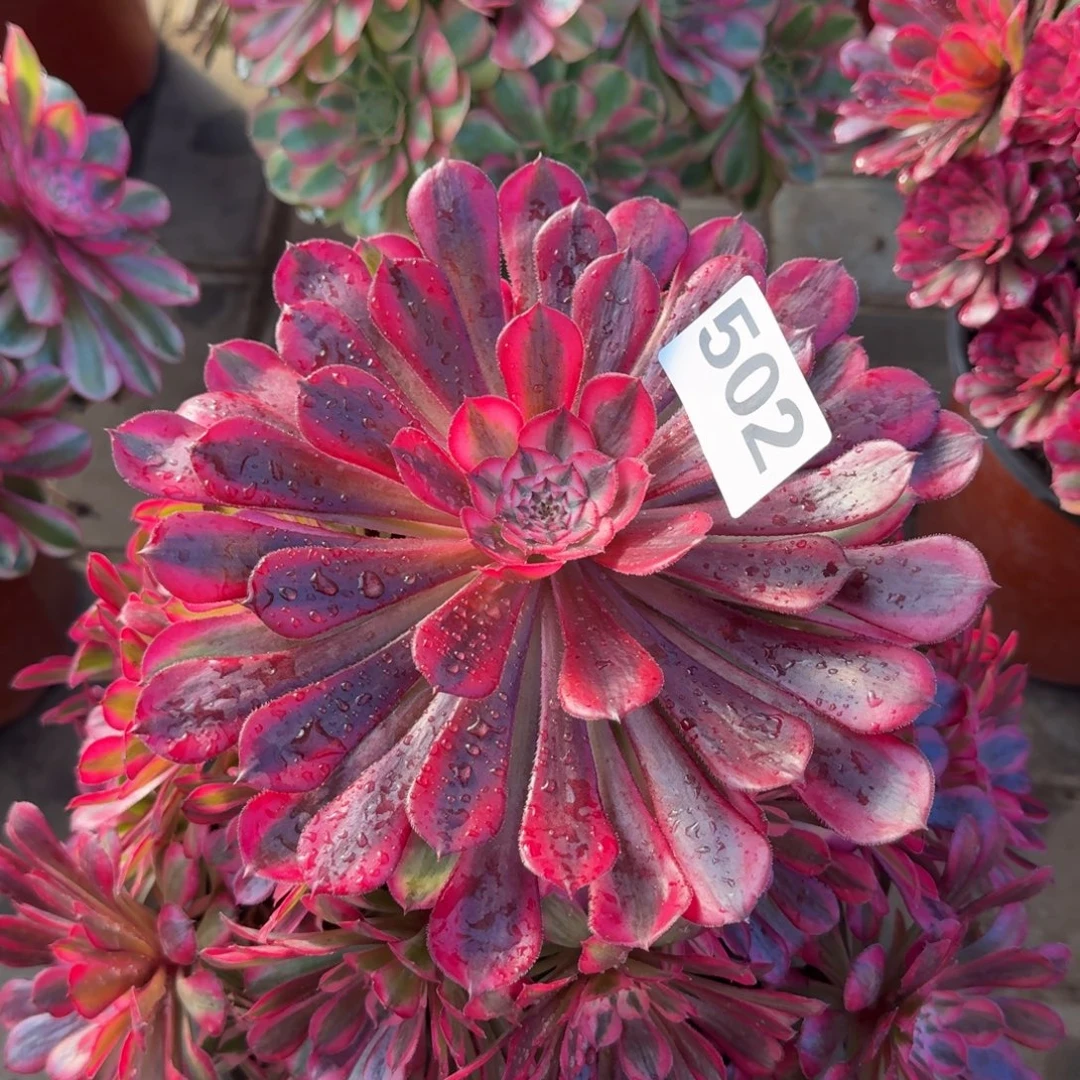 随***在多肉植物502红桐柏法师