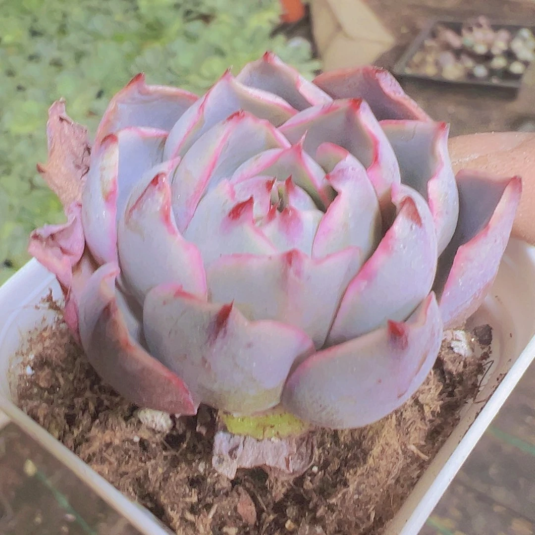 赫拉2个19包邮多肉