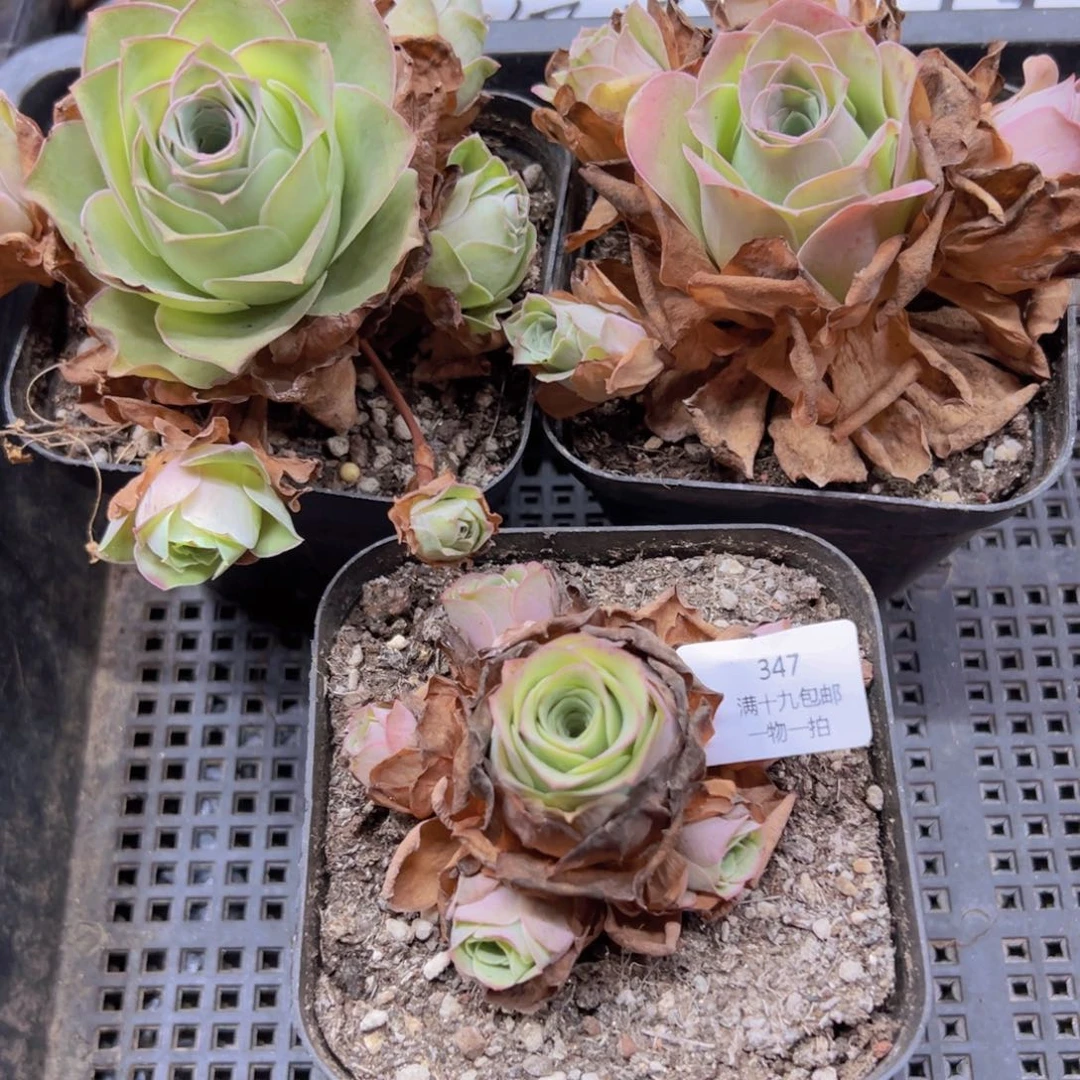 347 侧牙掉了不包损无售后