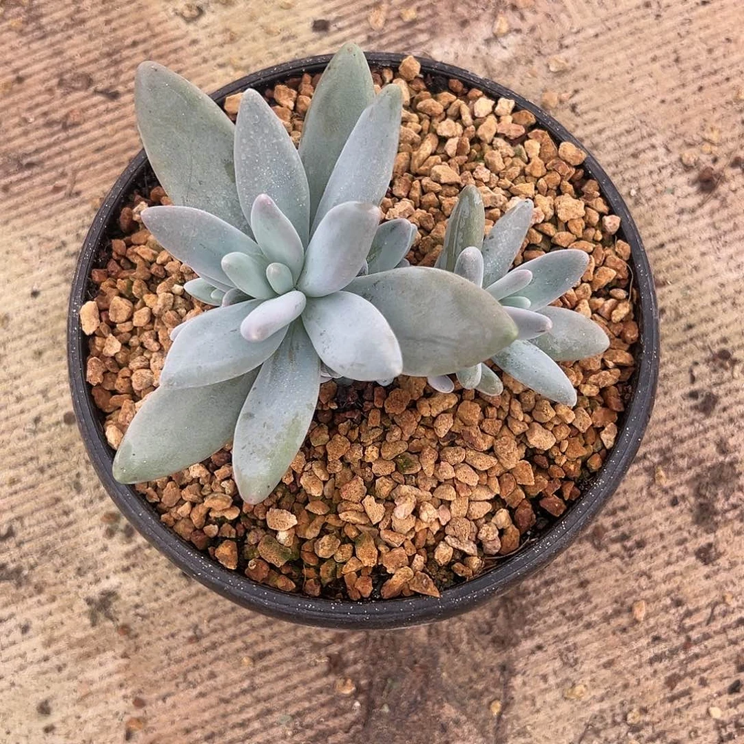 【闪购商品】无花朵企鹅福利