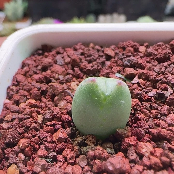 d***o哈哈696哈哈哈哈哈哈