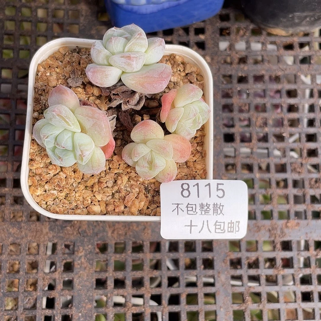 8115。 冰玉。