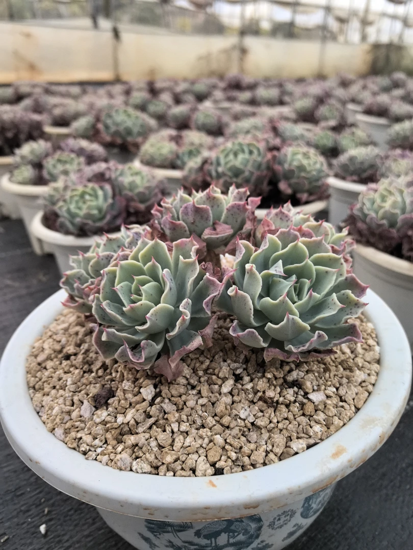 多肉海啸（15cm盆）整桩整群老桩