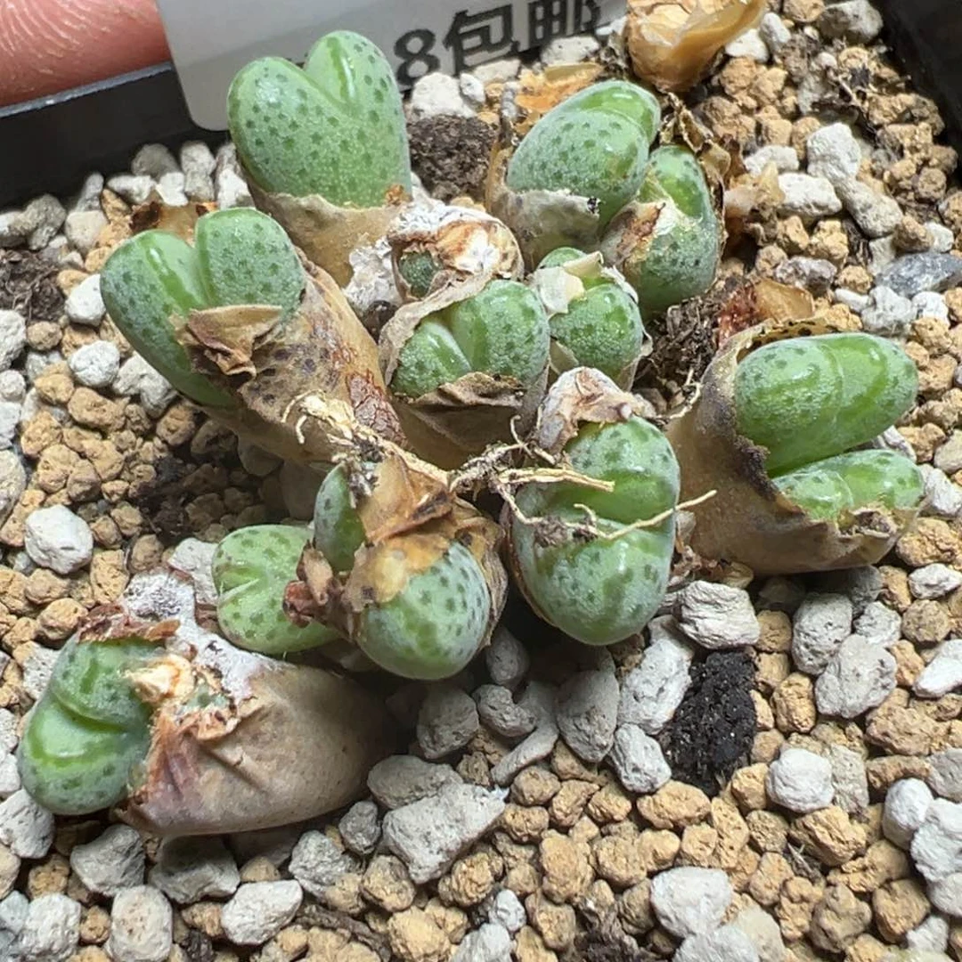 【闪购商品】 452。