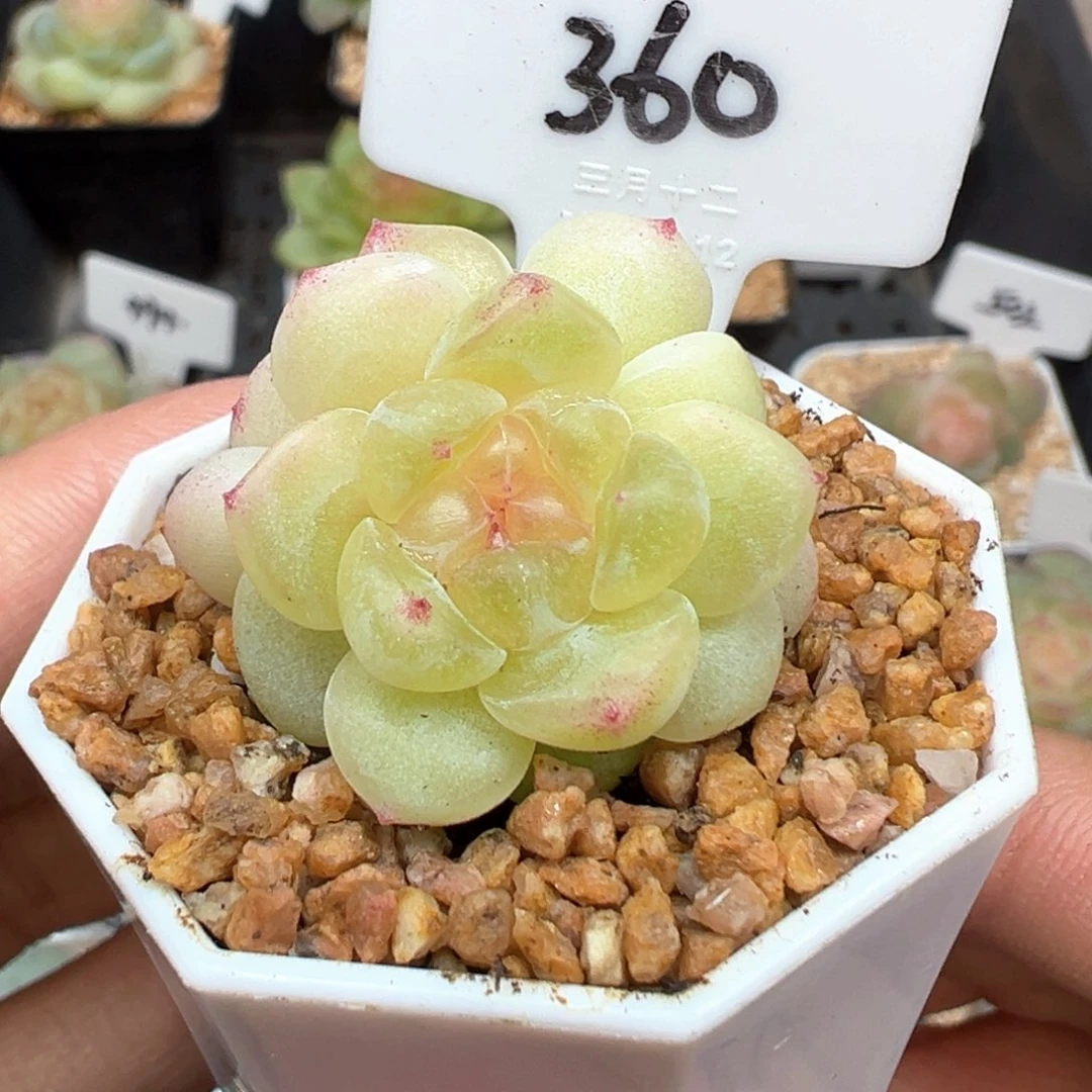 360号财富密码现金