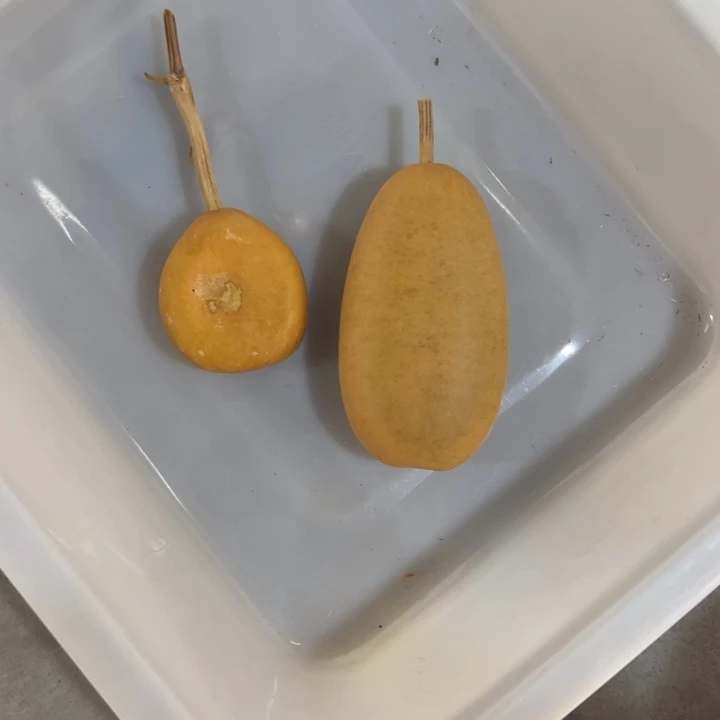 木李*5➕30元一共2个