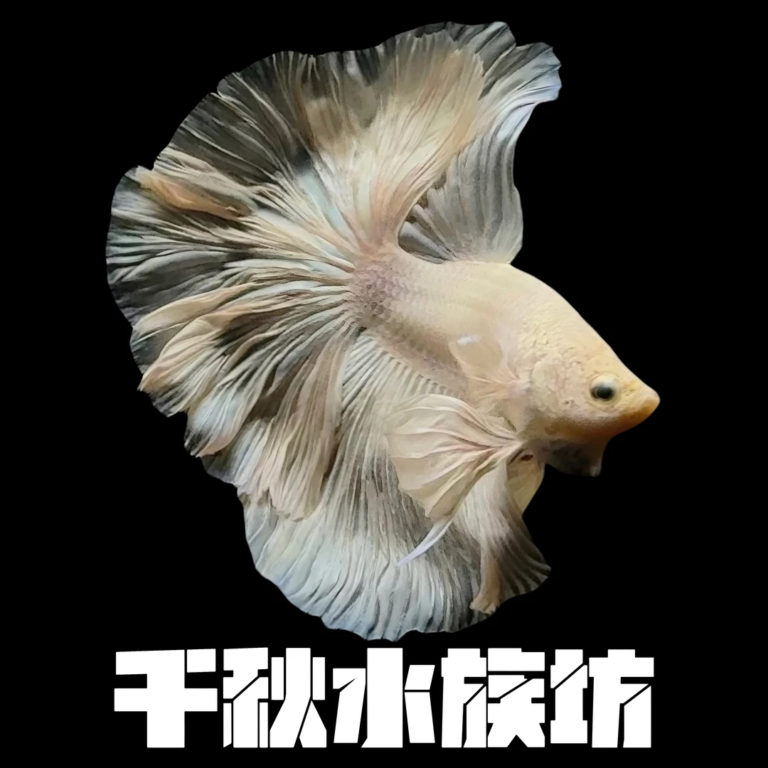B1（1-24）斗鱼半月婚纱鱼好养耐活小型热带观赏鱼（直播间选鱼）