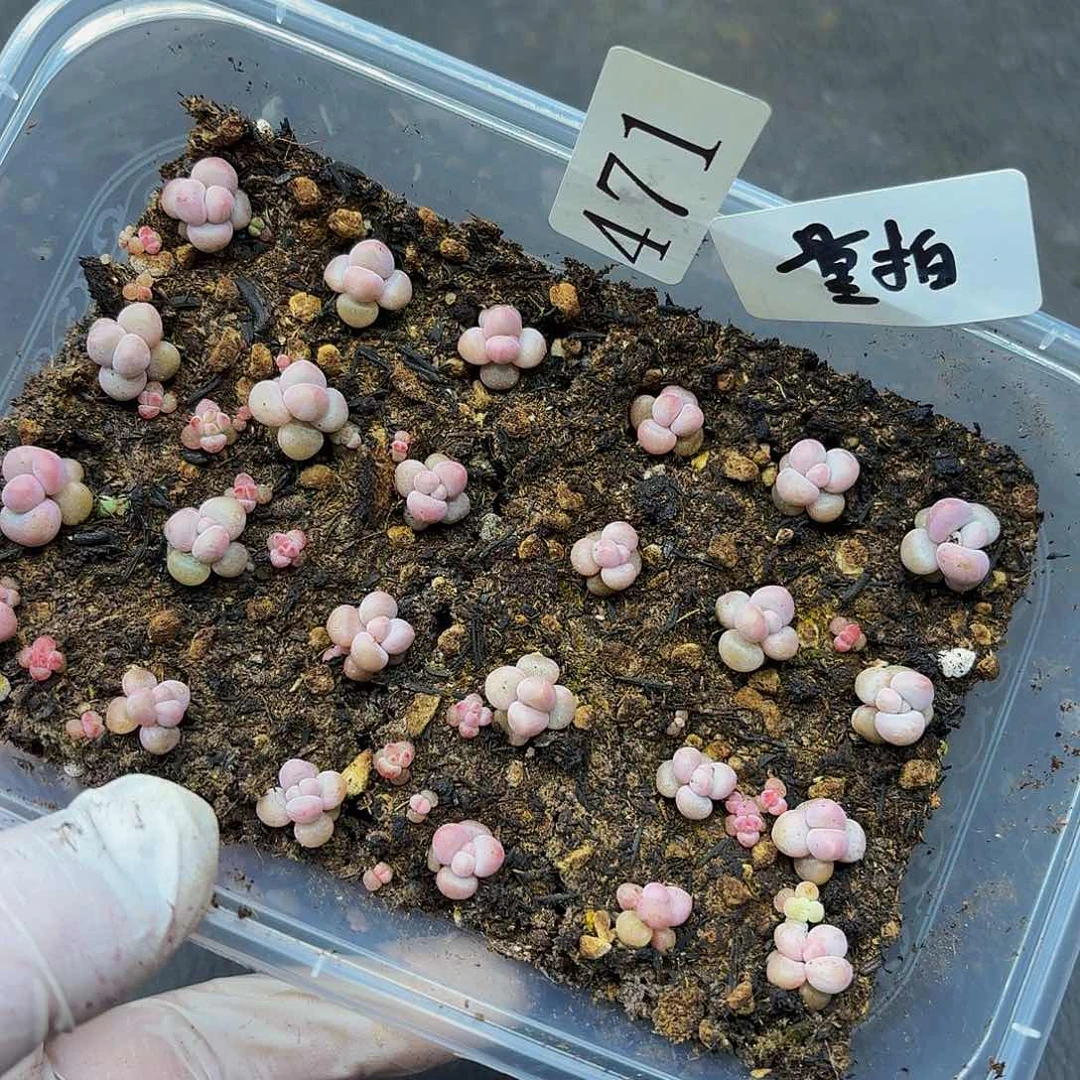 多肉植物多肉植物471量拍