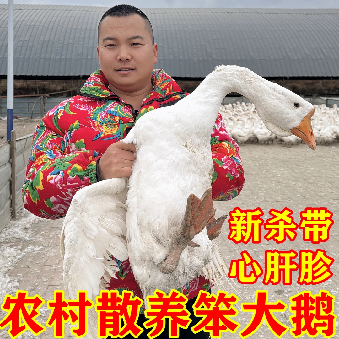 东北农村散养笨大鹅顺丰包邮黑龙江大白鹅农村大笨鹅整只带心肝胗